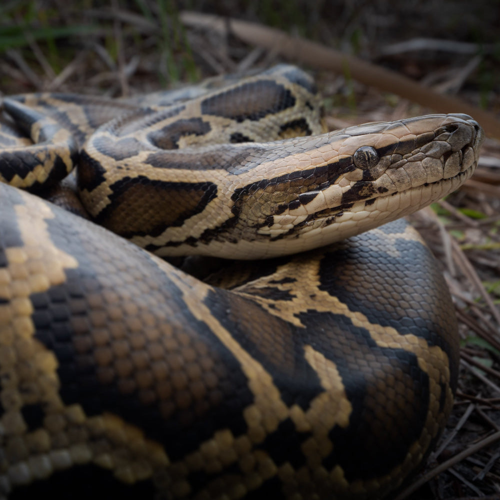A burmese python resting in its coils on branches and moss.