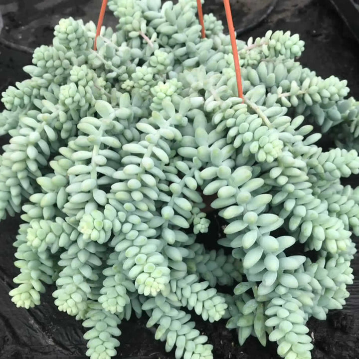 Buy Burro's Tail Cactus (Sedum morganianum 'Burrito') (PPL039LH) Online at £28.49 from Reptile Centre