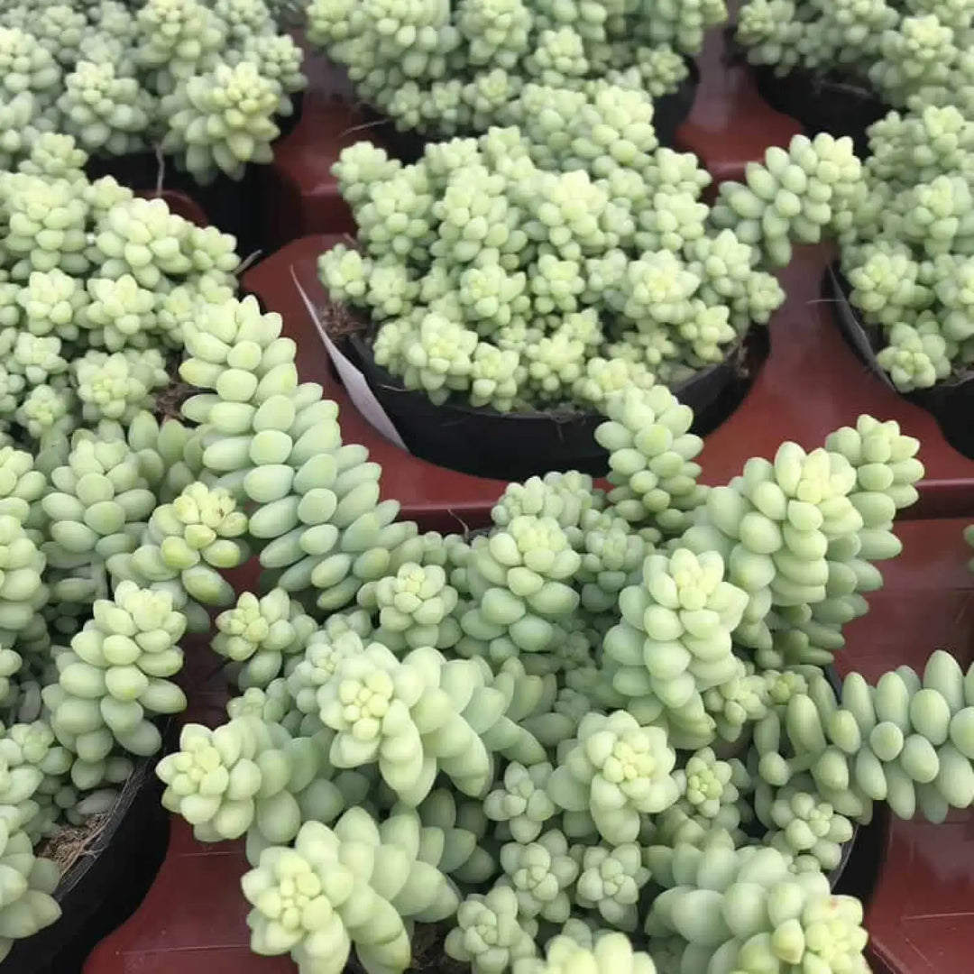 Buy Burro's Tail Cactus (Sedum morganianum 'Burrito') (PPL039L) Online at £9.49 from Reptile Centre