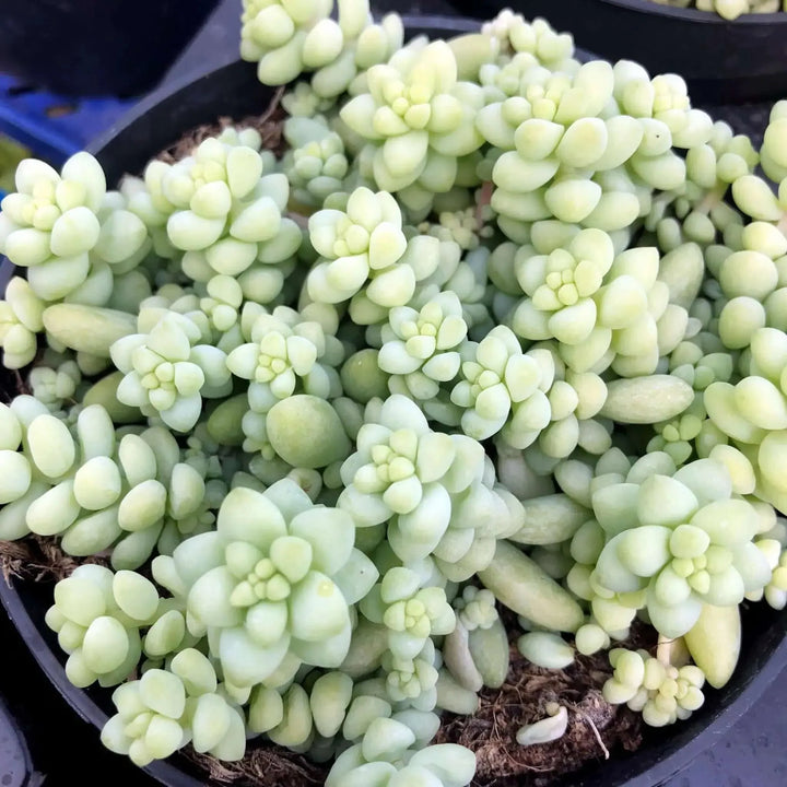 Buy Burro's Tail Cactus (Sedum morganianum 'Burrito') (PPL039) Online at £7.59 from Reptile Centre