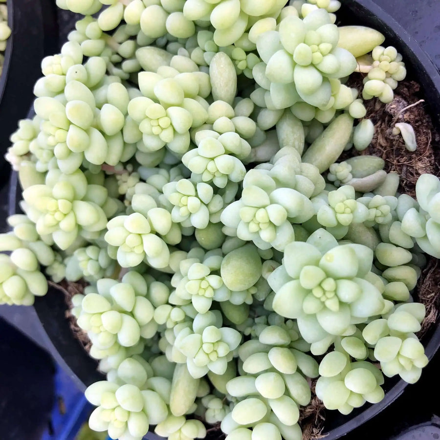 Buy Burro's Tail Cactus (Sedum morganianum 'Burrito') (PPL039) Online at £7.59 from Reptile Centre
