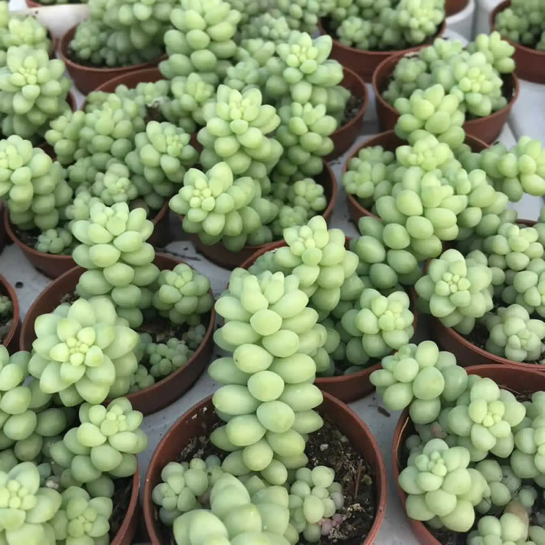 Buy Burro's Tail Cactus (Sedum morganianum 'Burrito') (PPL039S) Online at £4.74 from Reptile Centre