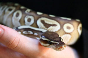 Ball Pythons For Sale
