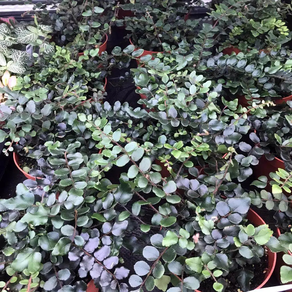 Buy Button Fern (Pellaea rotundifolia) online