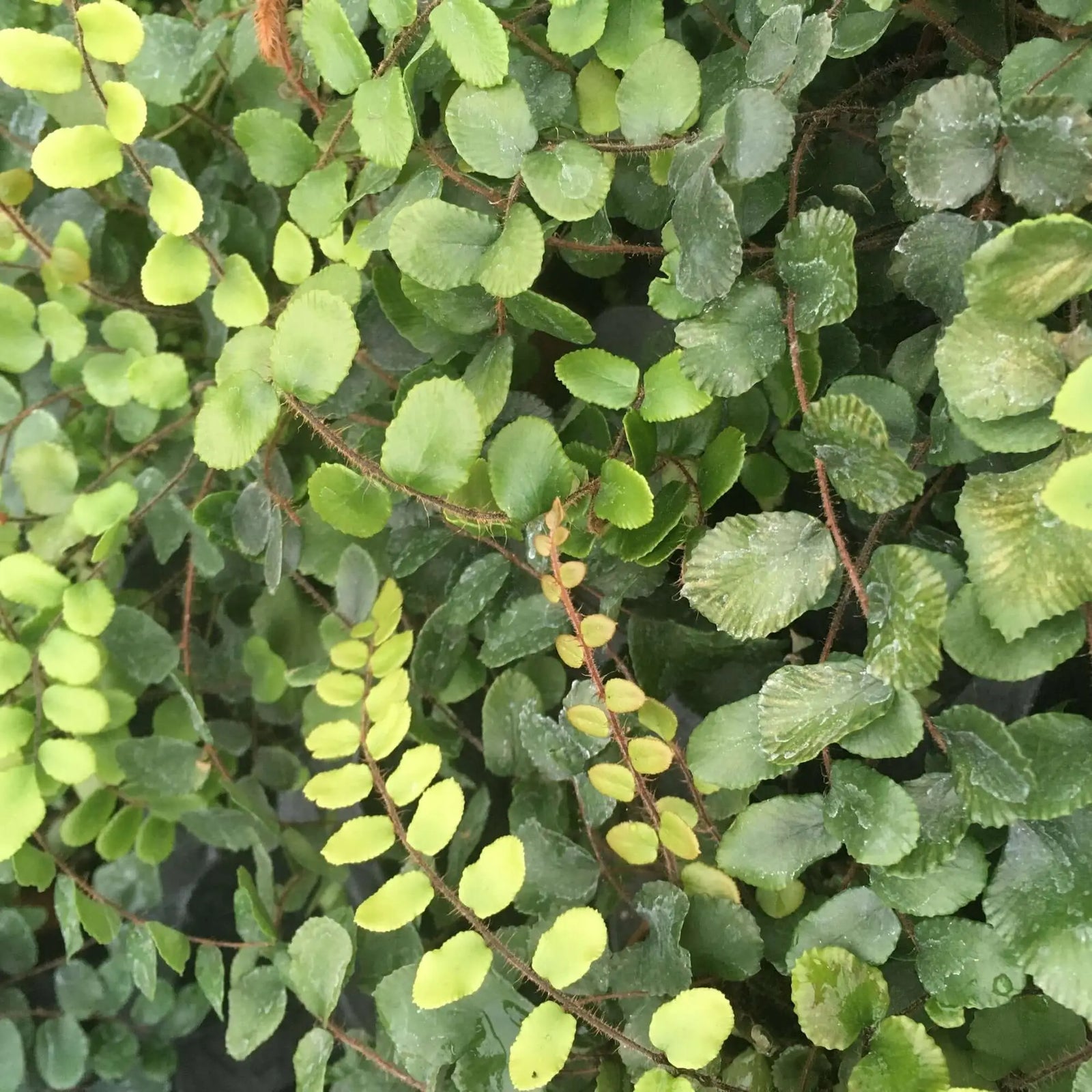 Buy Button Fern (Pellaea rotundifolia) online