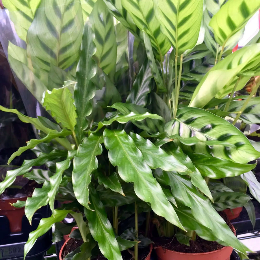 Buy Calathea sp. (PPL425) Online at £8.54 from Reptile Centre