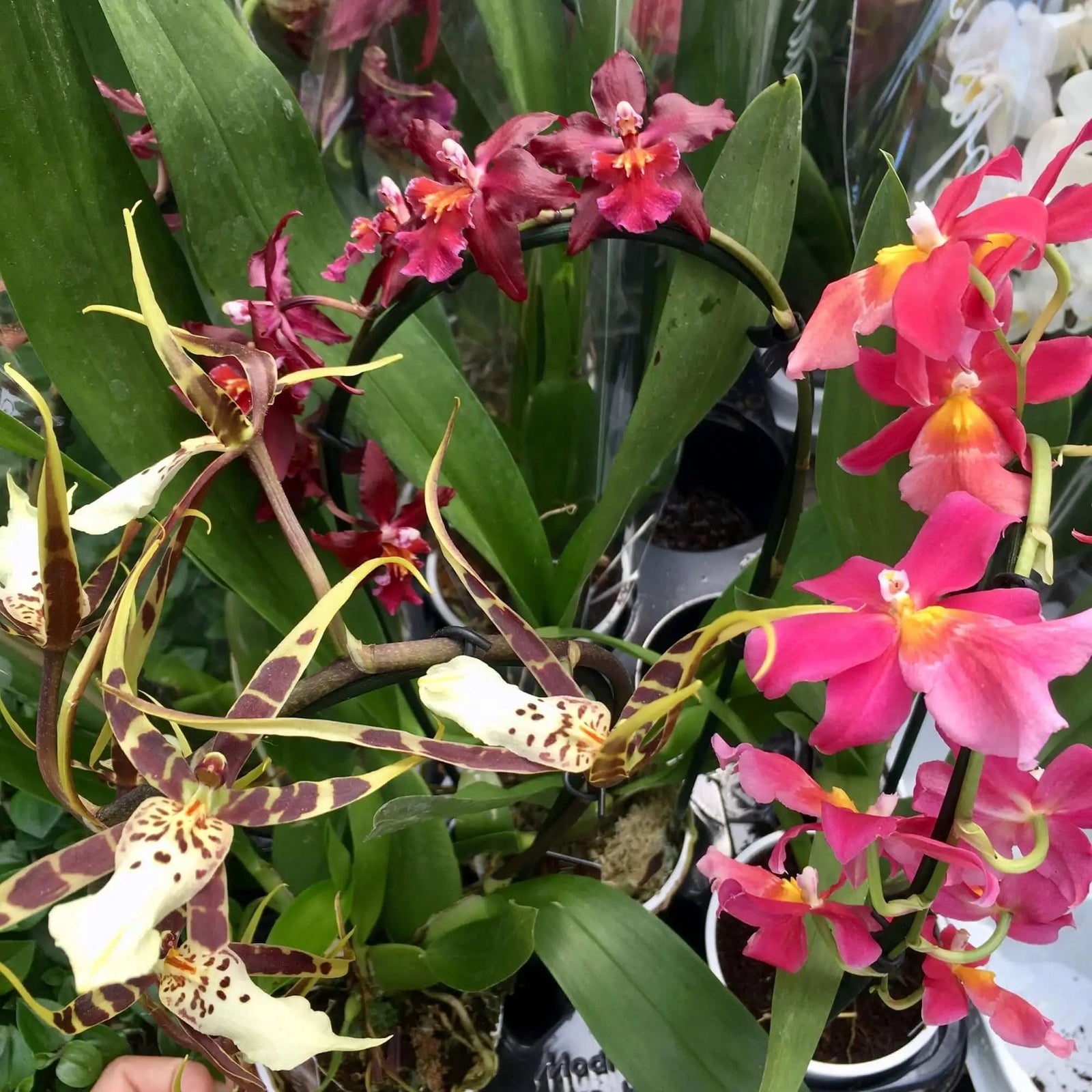 Buy Cambria Orchid online