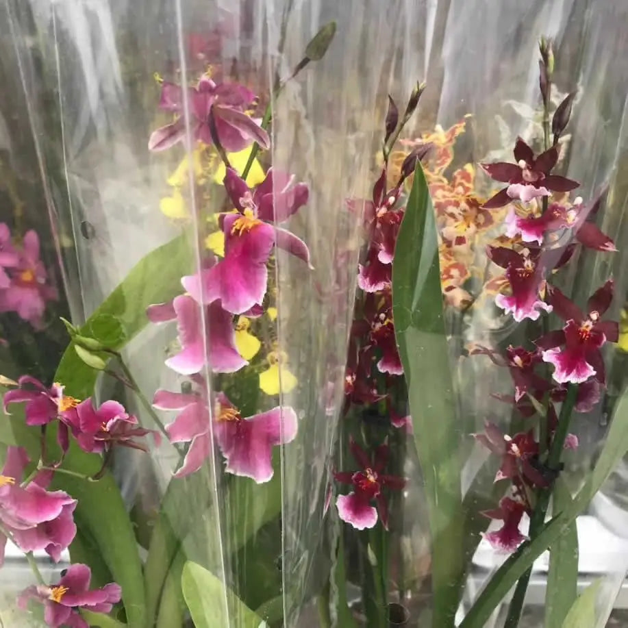 Buy Cambria Orchid online