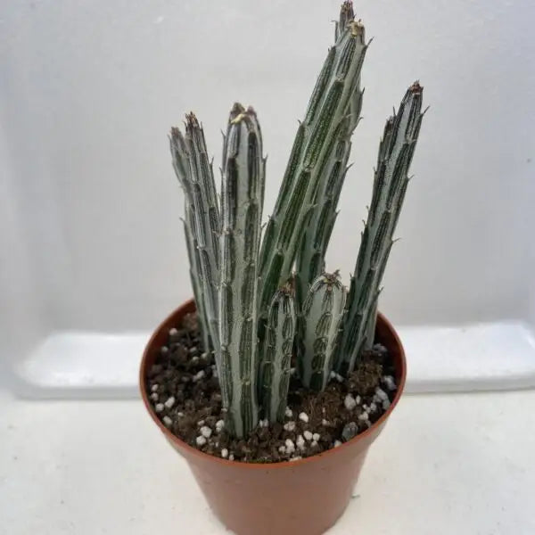 Candle Succulent (Stapelia Stapeliiformis) Medium Live Plants