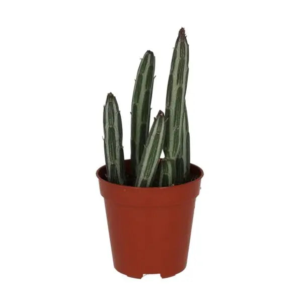 Candle Succulent (Stapelia Stapeliiformis) Small Live Plants