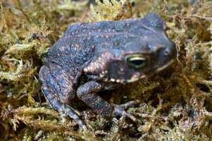 Cane Toad Setup