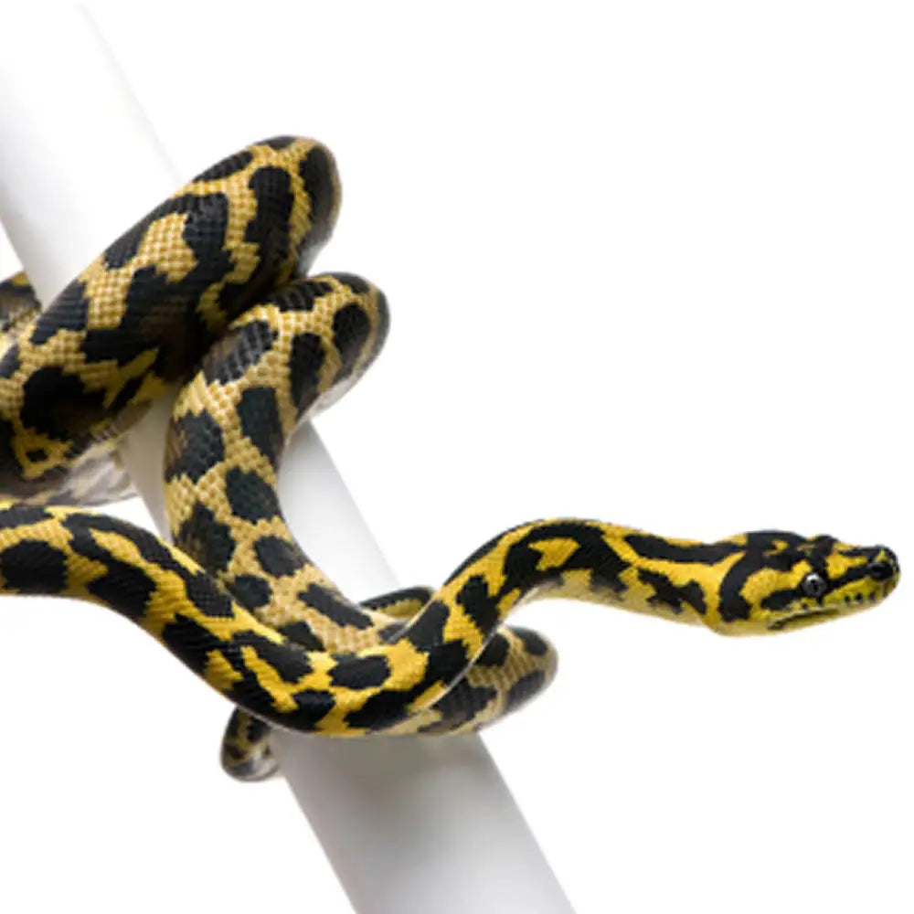 Buy Carpet Python Setup online