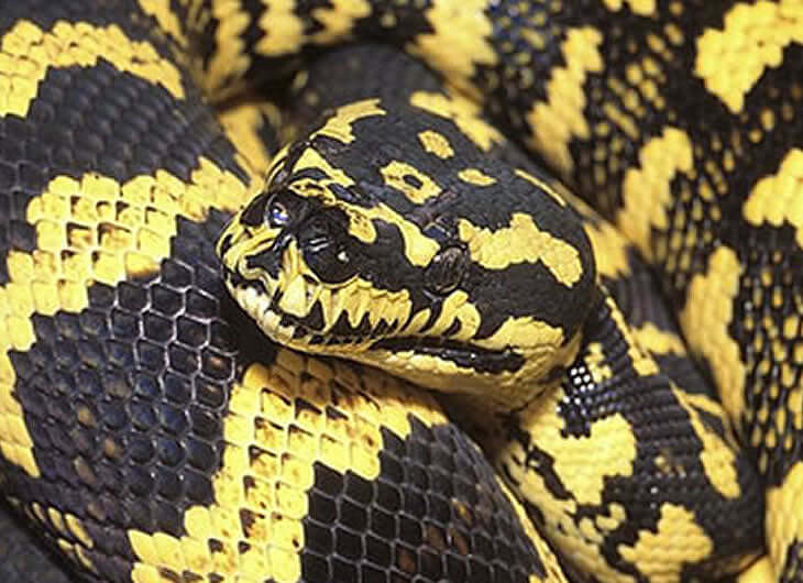 Carpet Python Setup
