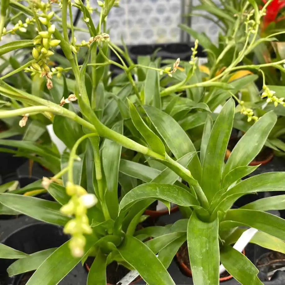 Buy Catopsis Bromeliad (Catopsis morreniana) online