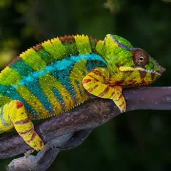 Chameleons