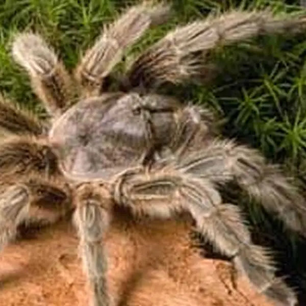 Buy Chilean Rose Tarantula Setup online