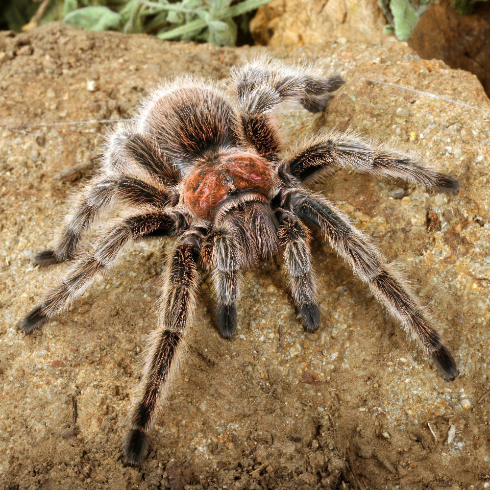 A Chile Rose Tarantula with a pink-orange head, furry abdomen and long legs, crawling over a porous rock.