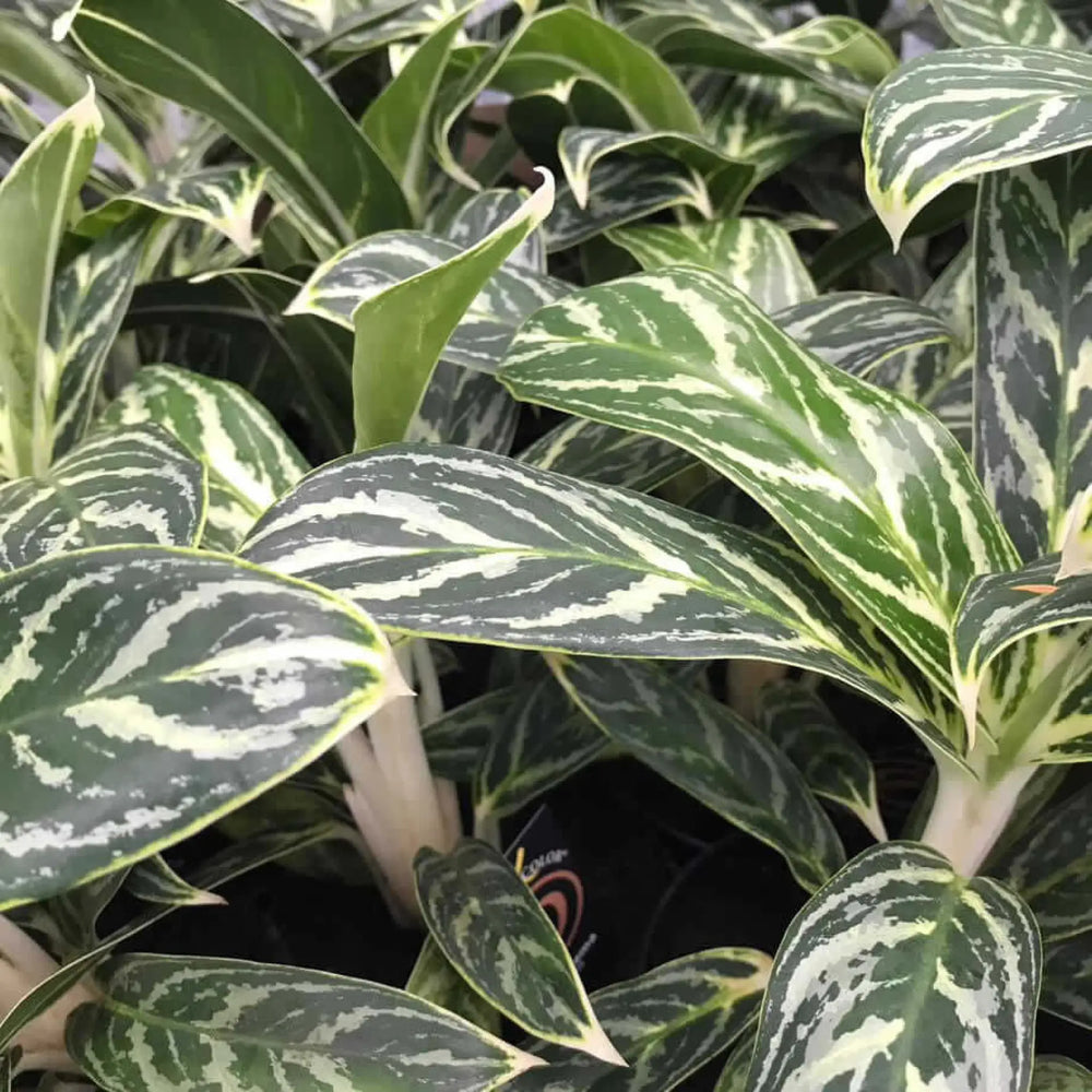Buy Chinese Evergreen (Aglaonema sp.) (PPL481L) Online at £17.09 from Reptile Centre