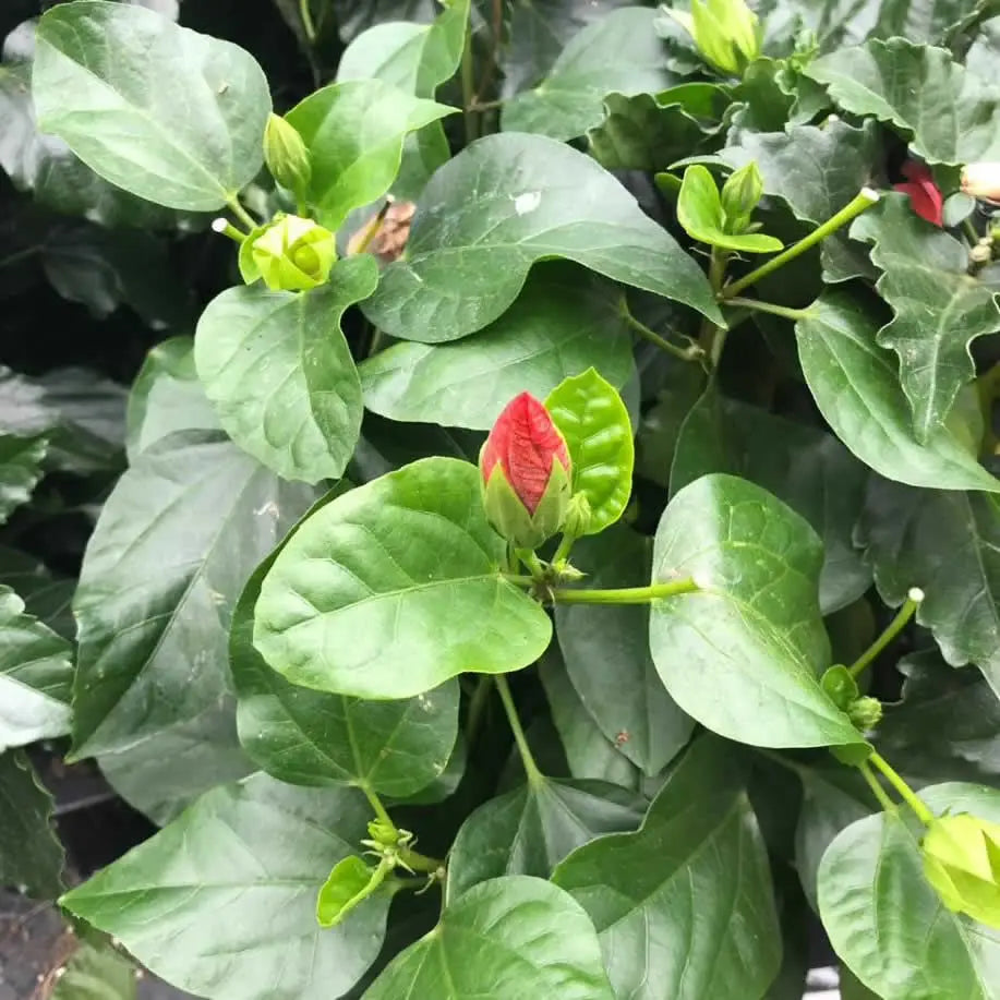 Buy Chinese hibiscus (Hibiscus rosa-sinensis) online