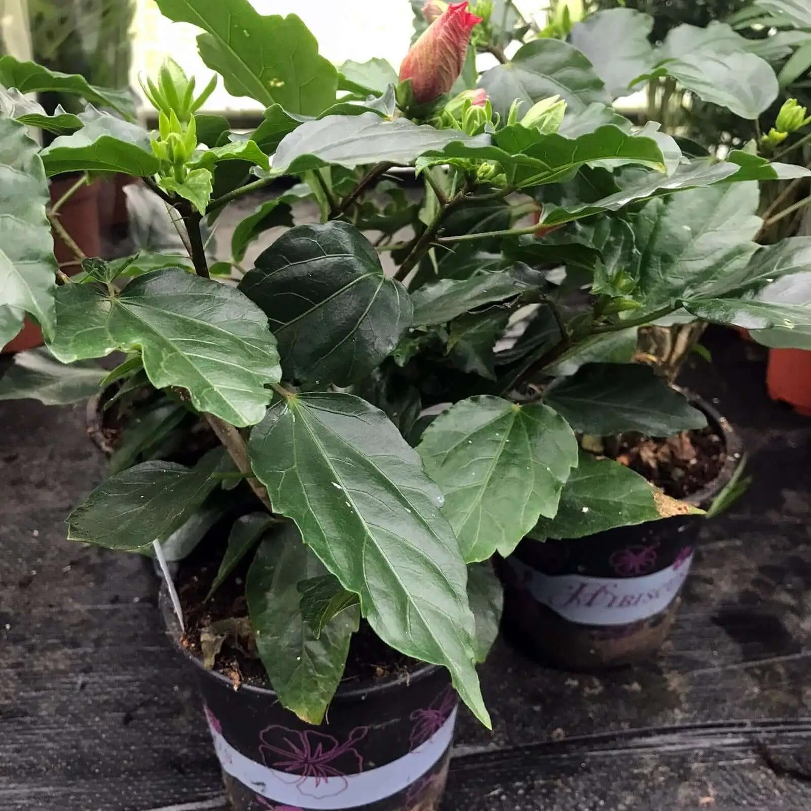 Buy Chinese hibiscus (Hibiscus rosa-sinensis) online
