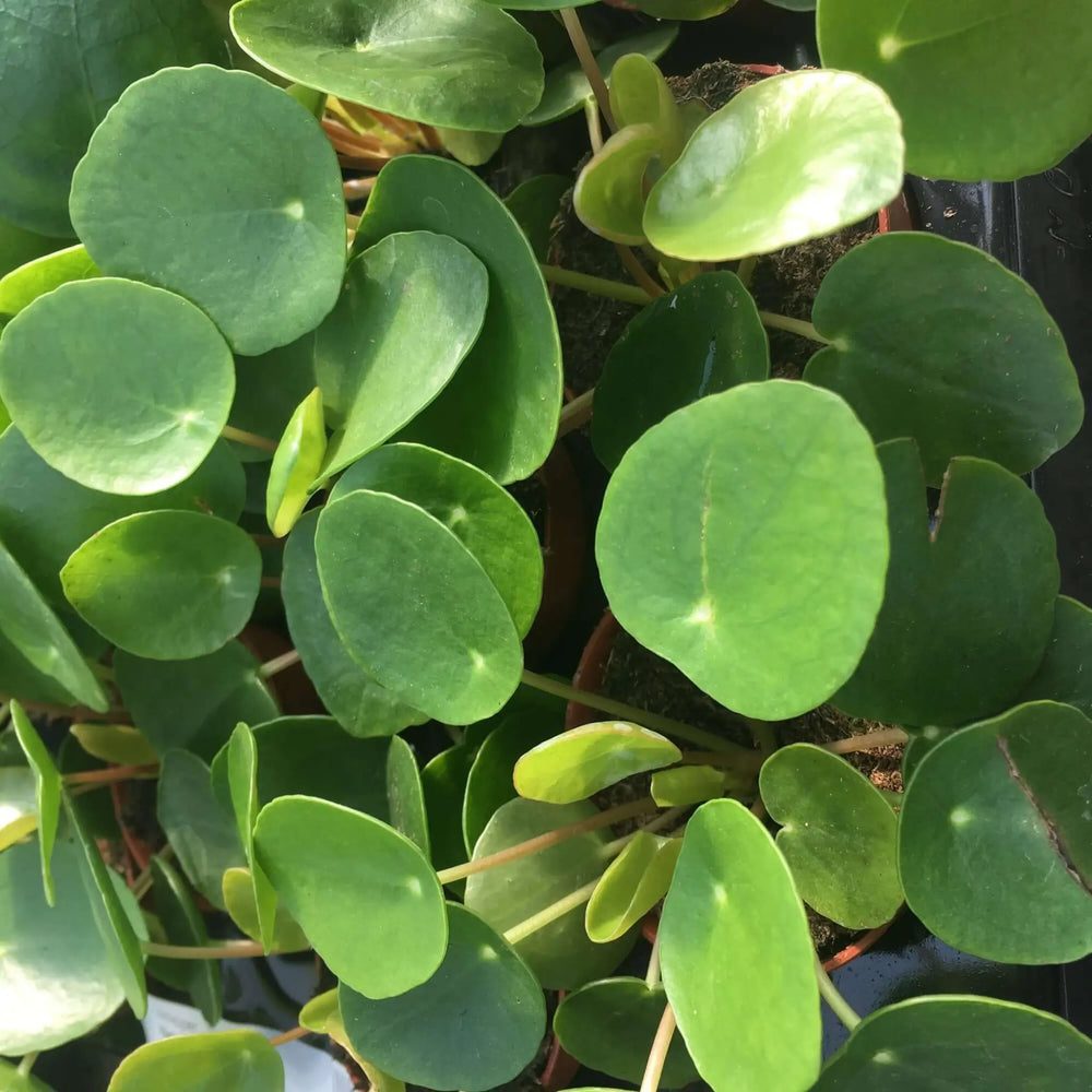 Buy Chinese Money Plant (Pilea peperomoides) (PPL432L) Online at £9.49 from Reptile Centre