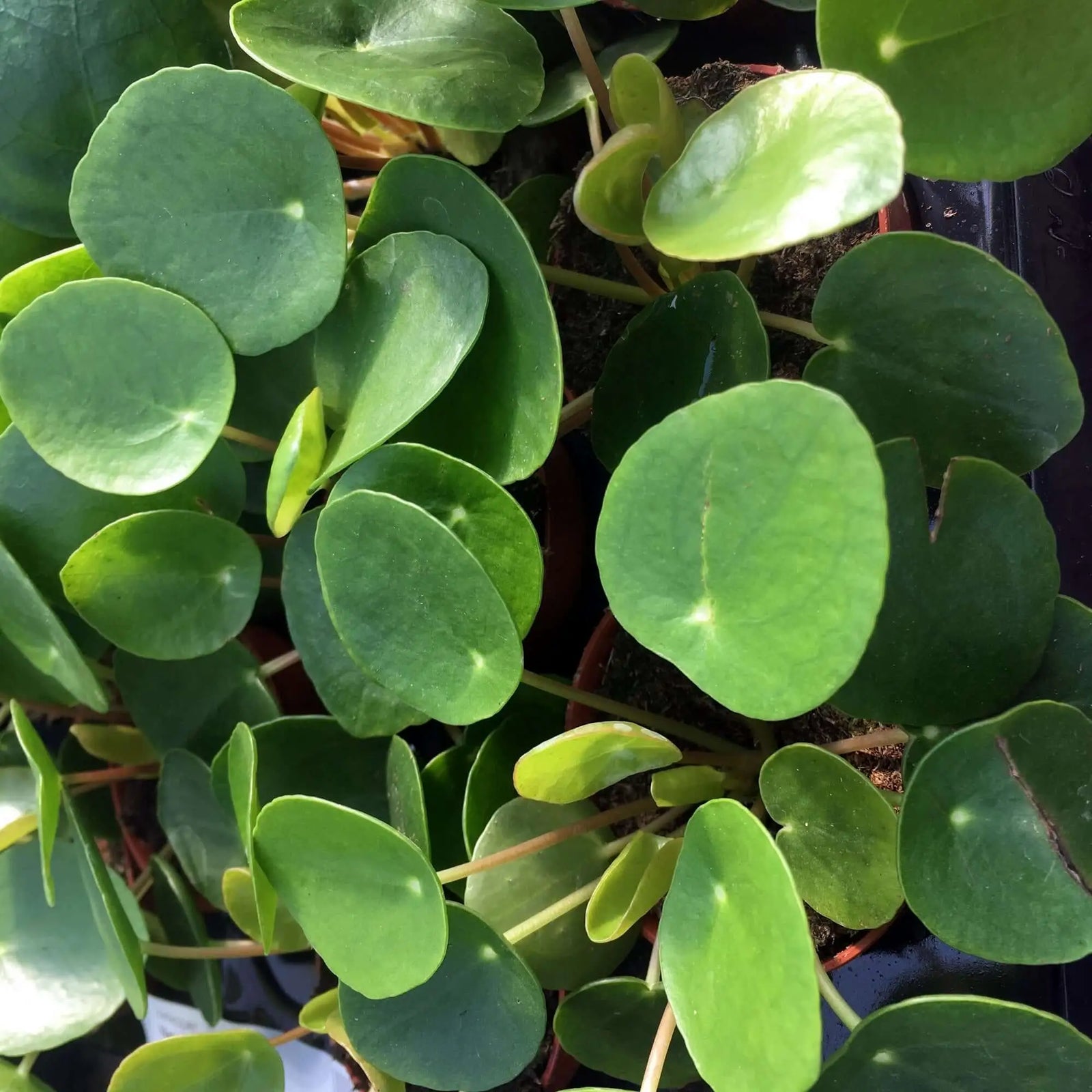 Buy Chinese Money Plant (Pilea peperomoides) online