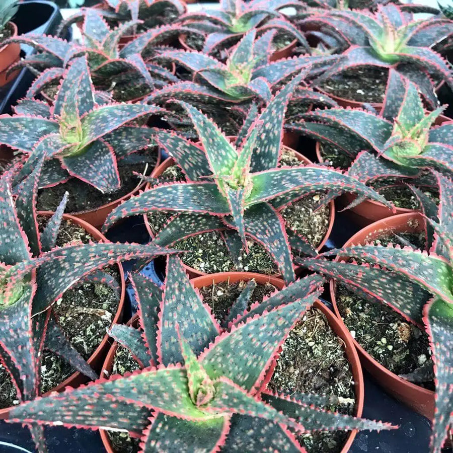 Buy Christmas Carol (Aloe 'hybrid') (PPL438) Online at £5.69 from Reptile Centre