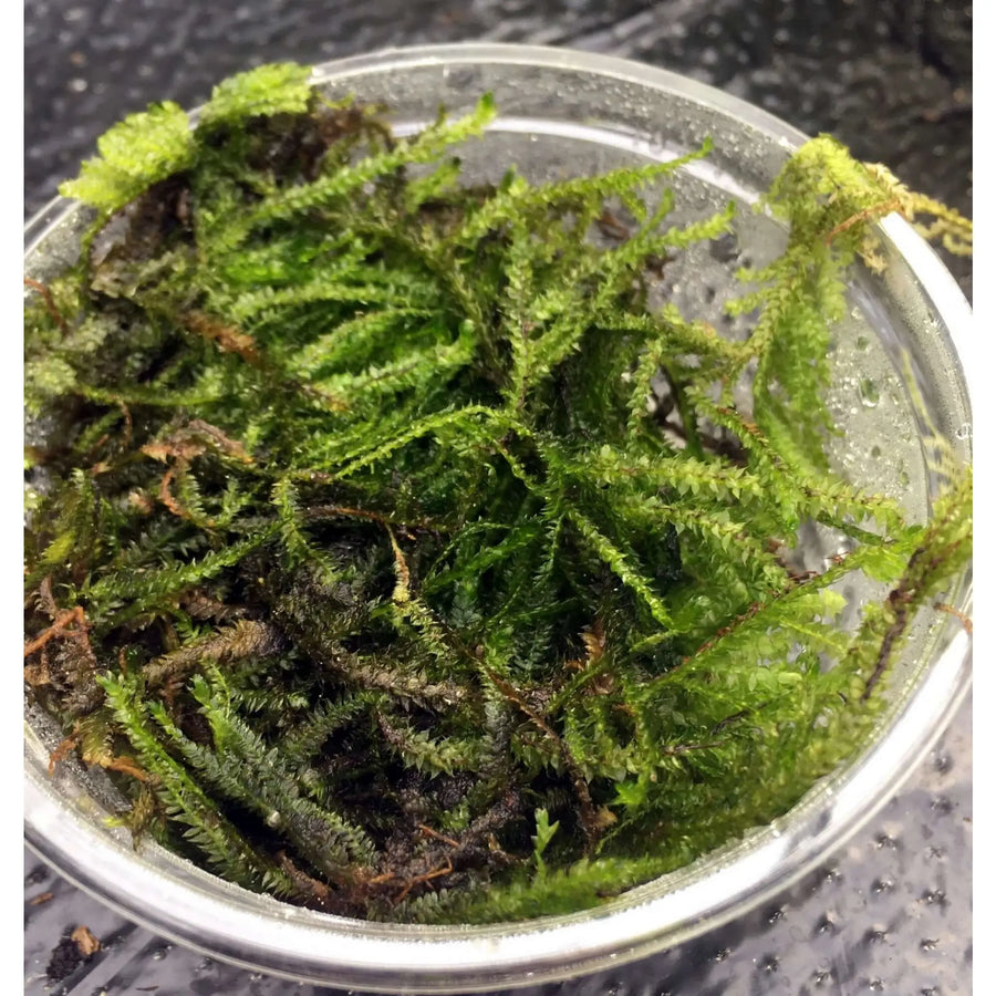 Buy Christmas Moss (Vesicularia montagnei) (PPL600) Online at £4.74 from Reptile Centre