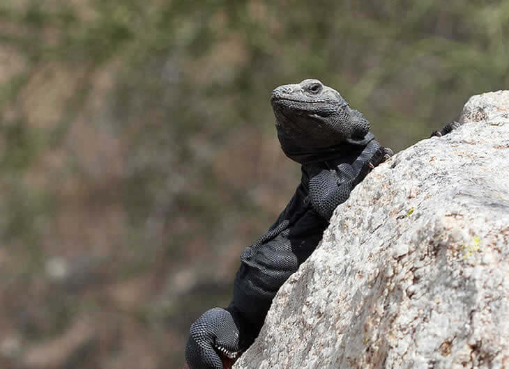 Chuckwalla Inflated Info Chuckwalla Care Sheet – Reptile Centre
