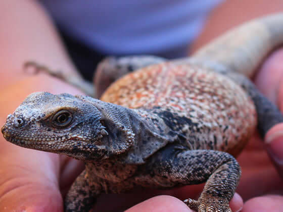Chuckwalla Setup