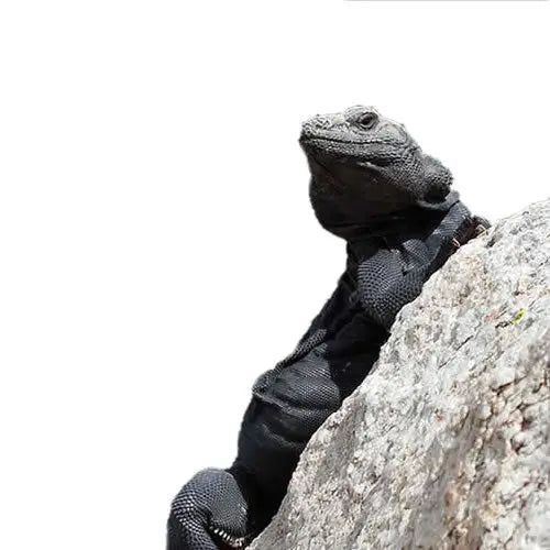 Buy Chuckwalla Setup online