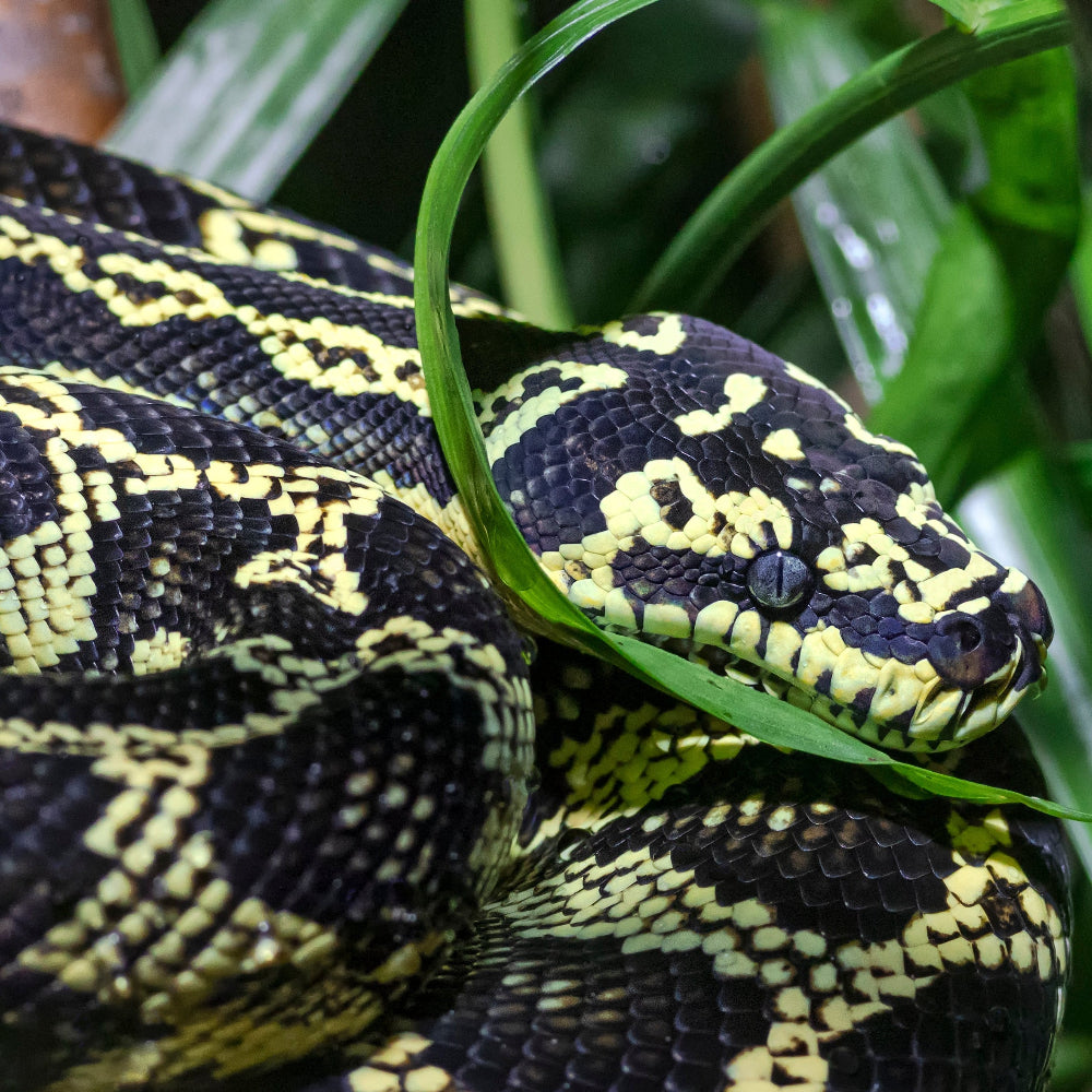 A bright yellow and black costal carpet python resting under a fern.