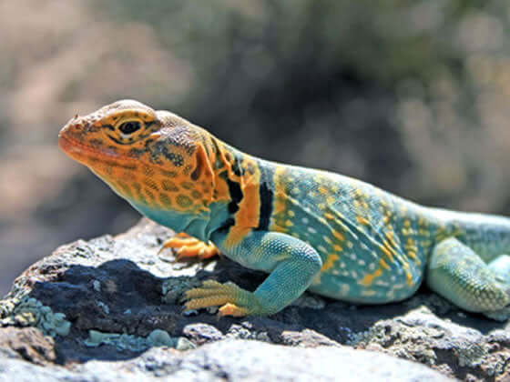 Collared Lizard Setup