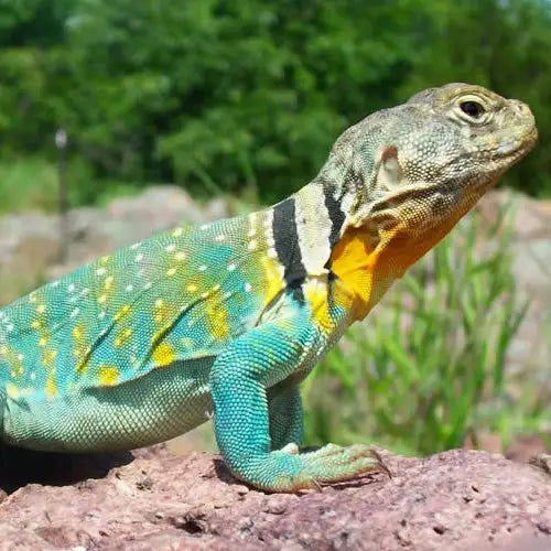 Buy Collared Lizard Setup online