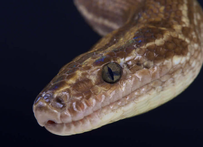 Columbian Rainbow Boa Setup