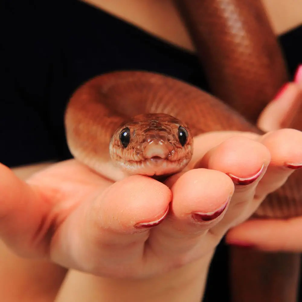 Buy Columbian Rainbow Boa Setup online