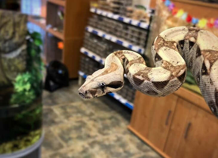 Boas For Sale