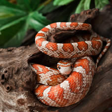 Western Hognose Decor