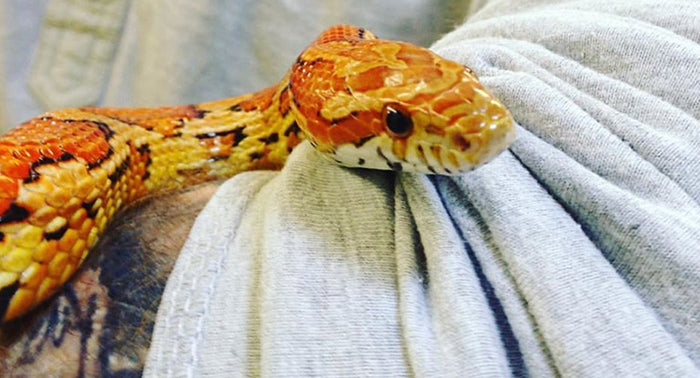 Corn Snakes For Sale