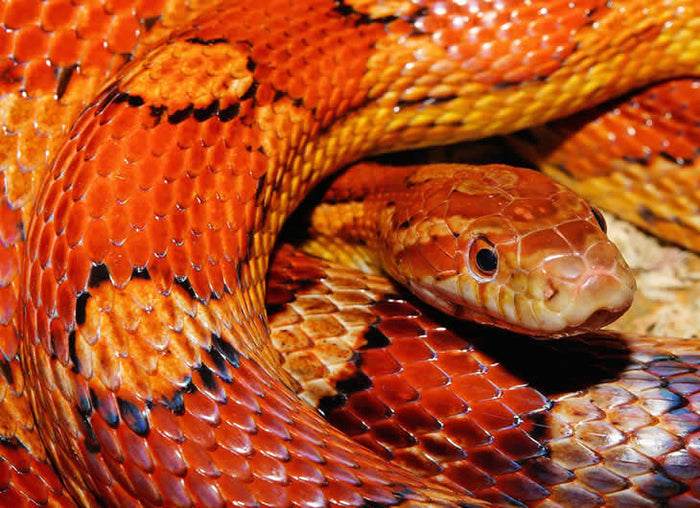 Corn Snake Food