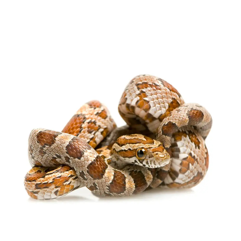 Buy Corn Snake Setup online