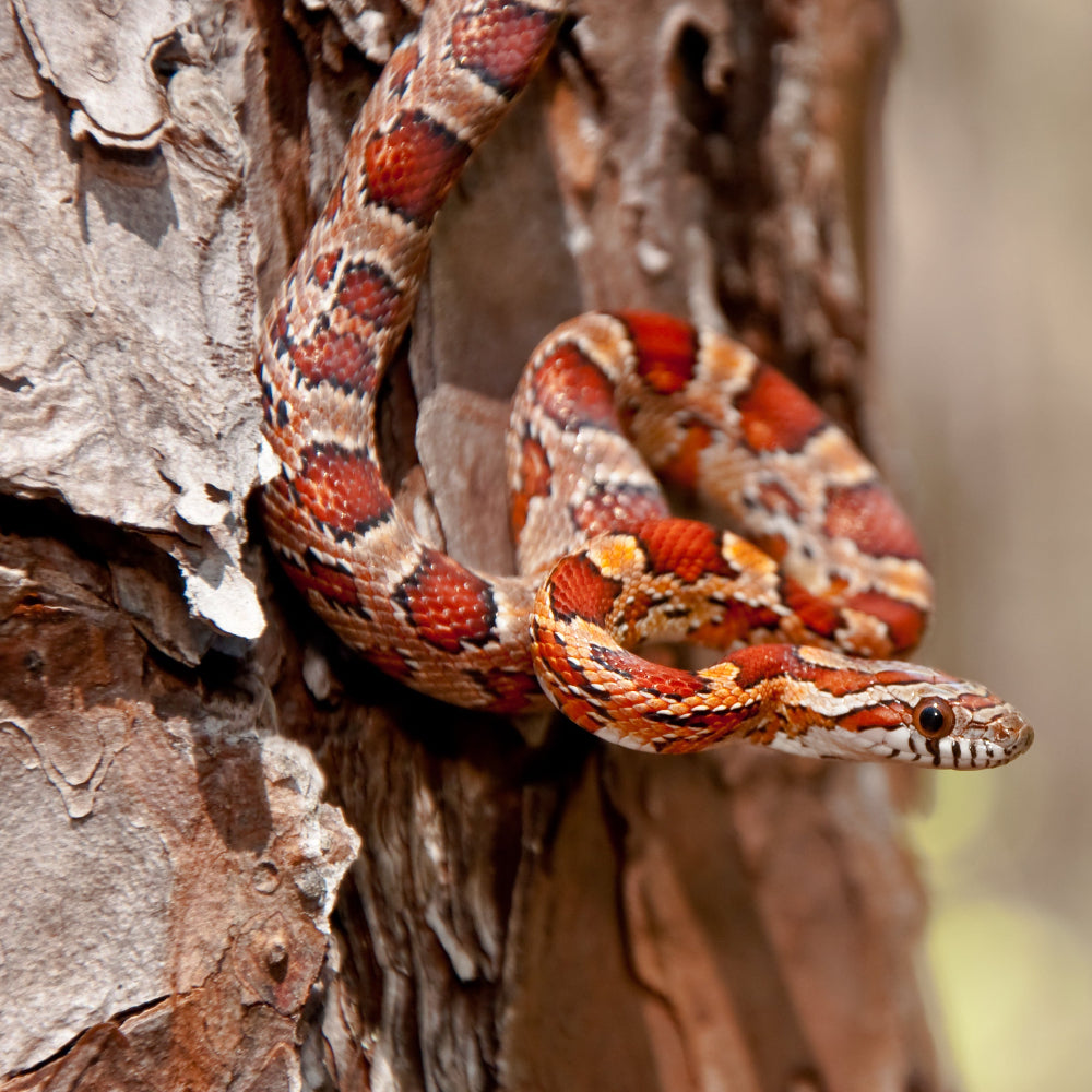A red and orange corn snake perches on a tree, coiled up and watching the camera.