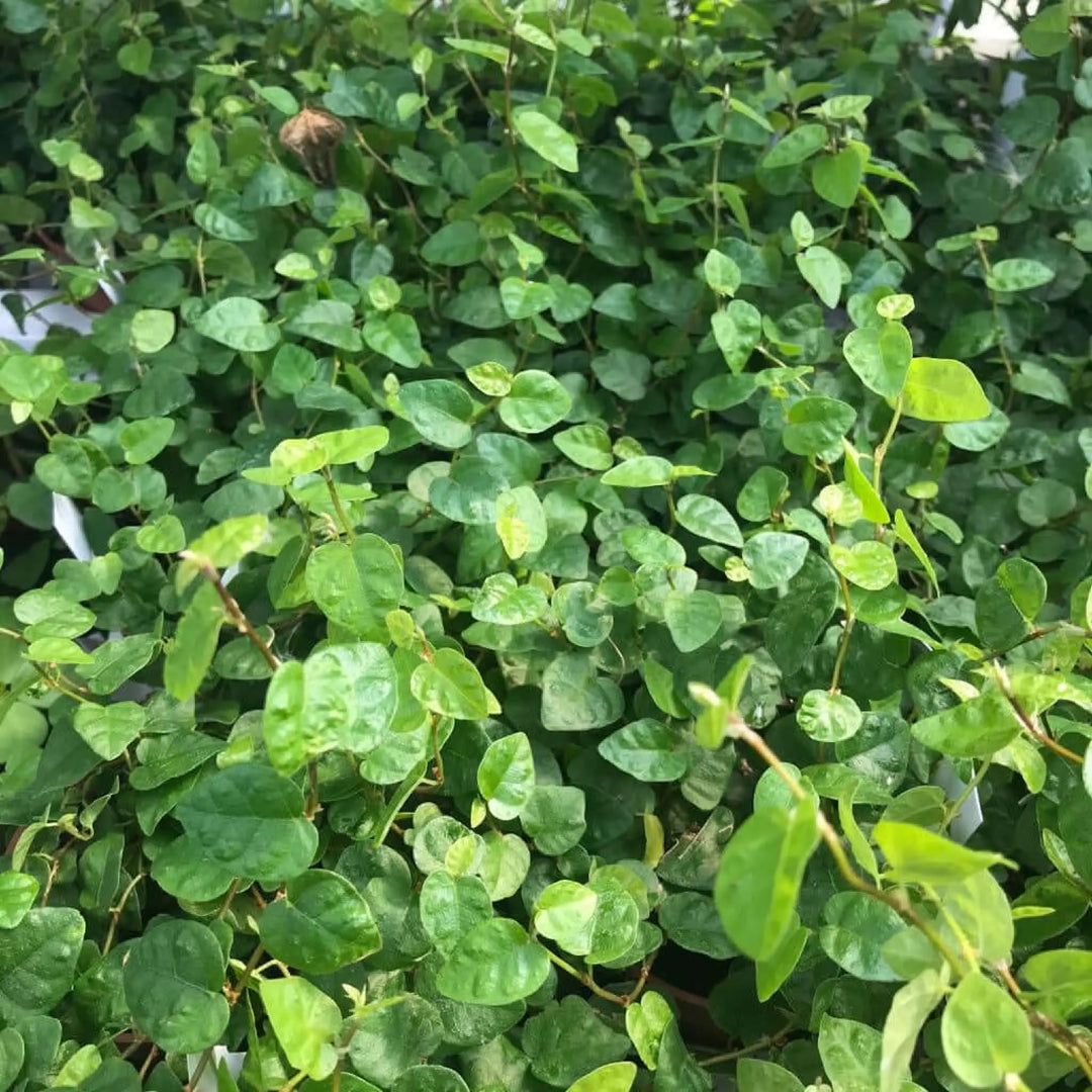 Buy Creeping Fig (Ficus pumila) (PPL216L) Online at £6.64 from Reptile Centre