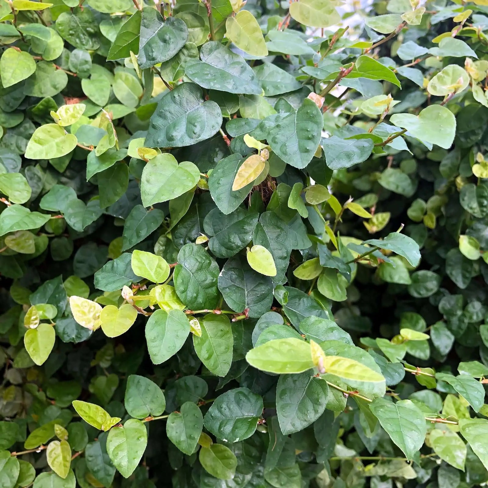 Buy Creeping Fig (Ficus pumila) online