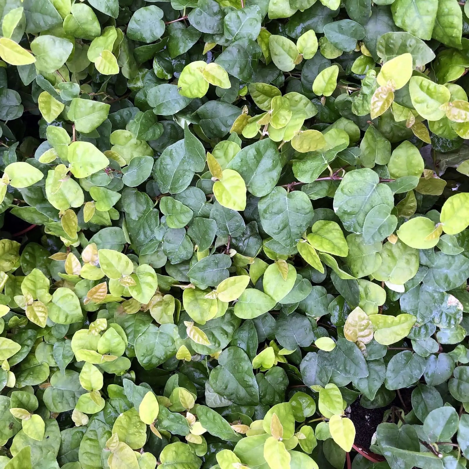 Buy Creeping Fig (Ficus pumila) online