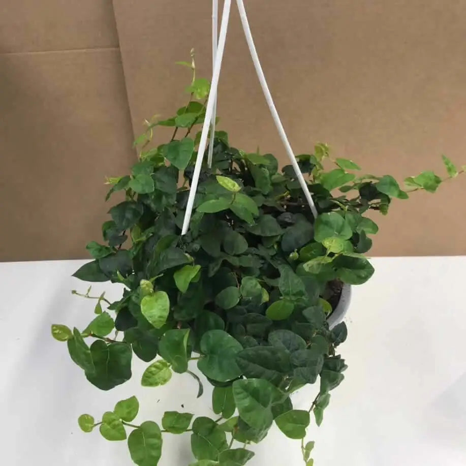 creeping fig hanging plant Creeping Fig (Ficus pumila)