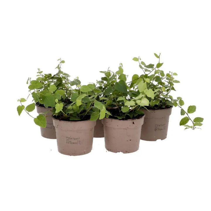 Buy Creeping Fig &