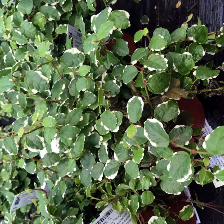 Buy Creeping Fig 'Variegated' (Ficus pumila) (PPL217L) Online at £6.64 from Reptile Centre