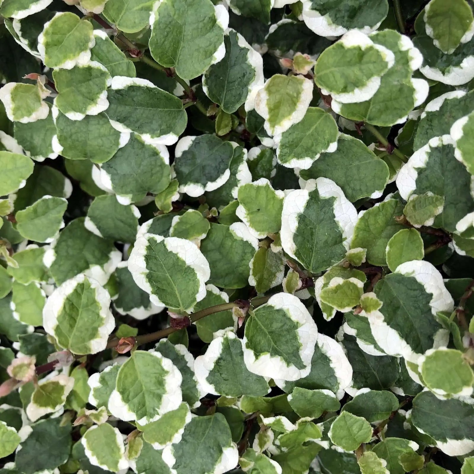 Buy Creeping Fig 'Variegated' (Ficus pumila) online