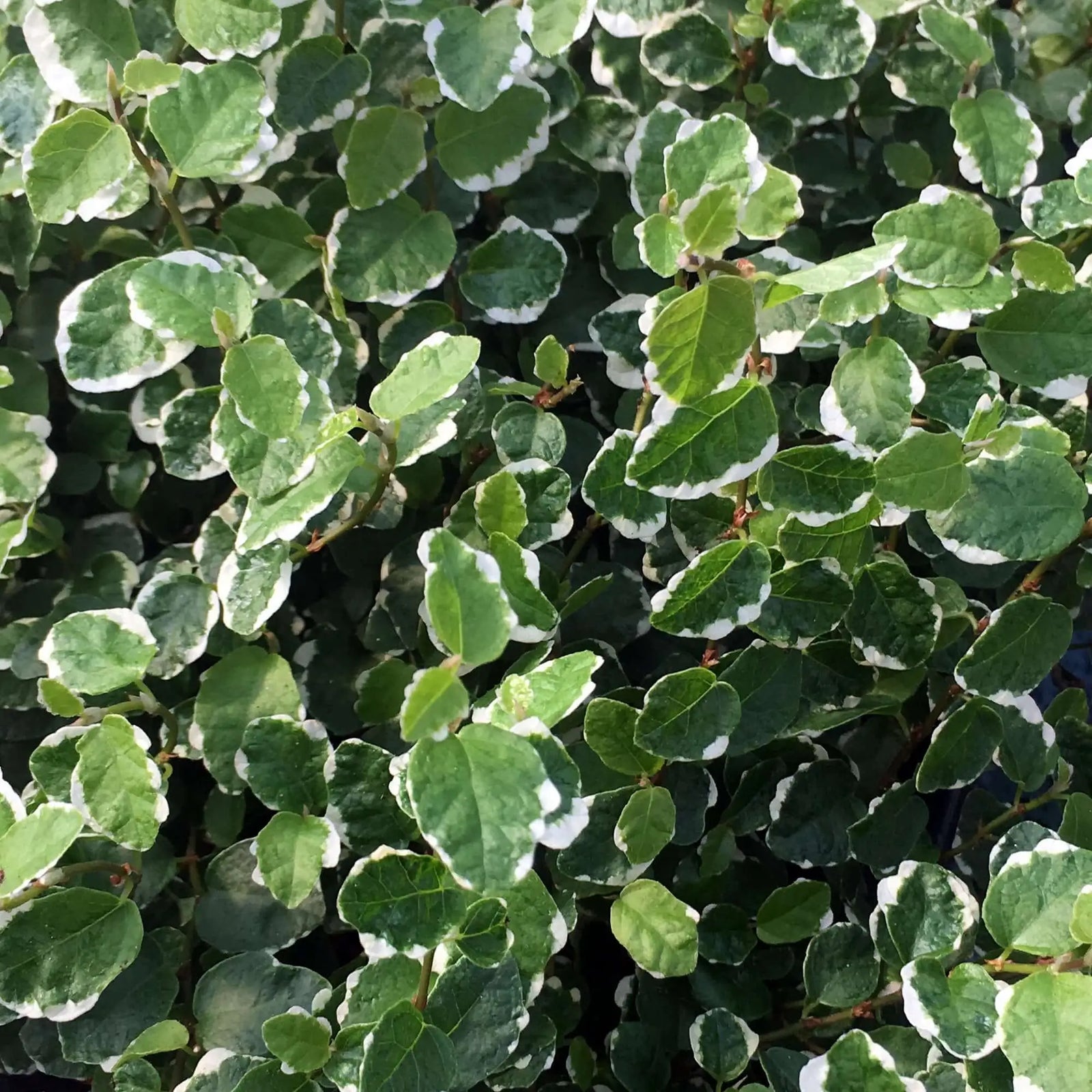 Buy Creeping Fig 'Variegated' (Ficus pumila) online
